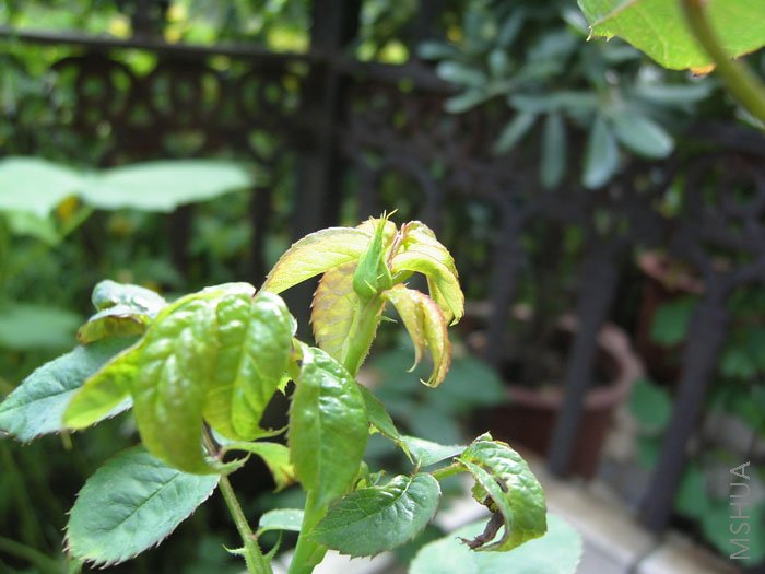 �����Y��ҵķۺ�ƽ?