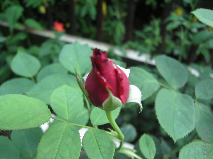 ������ˮ�¼�