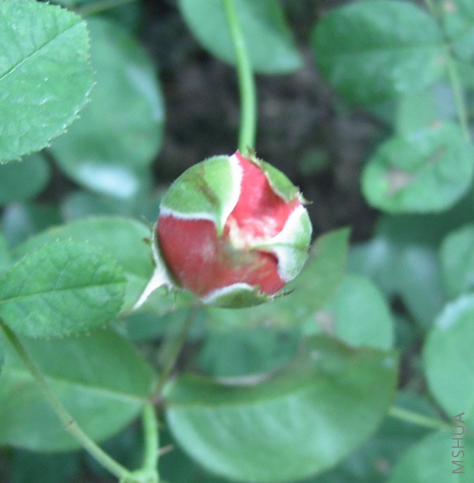 �¼�����