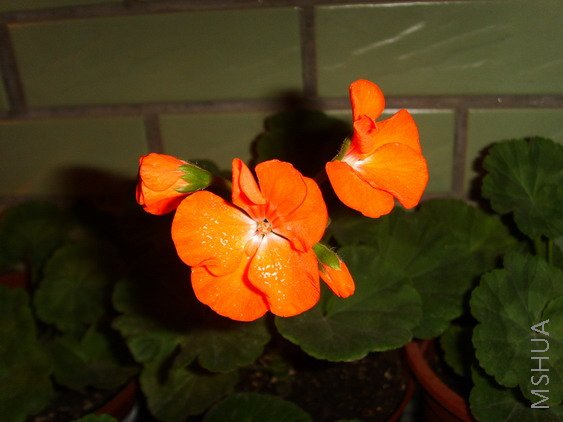 ��ɫ�Ļ��滹�а׵��,���氡~