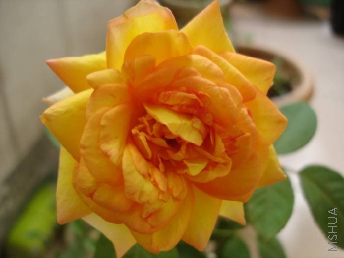 DSC05282.jpg