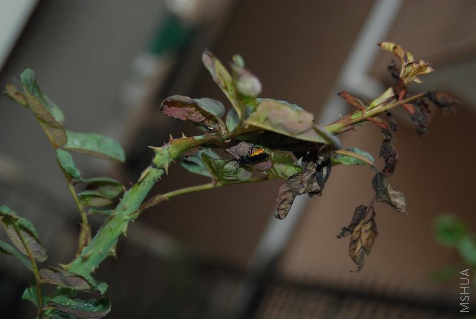 DSC_0682.jpg