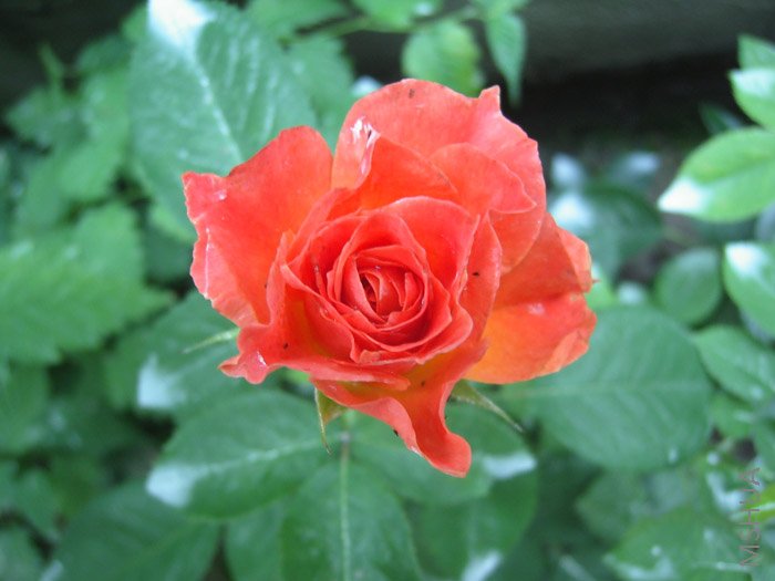 �ɰ��ĺ����