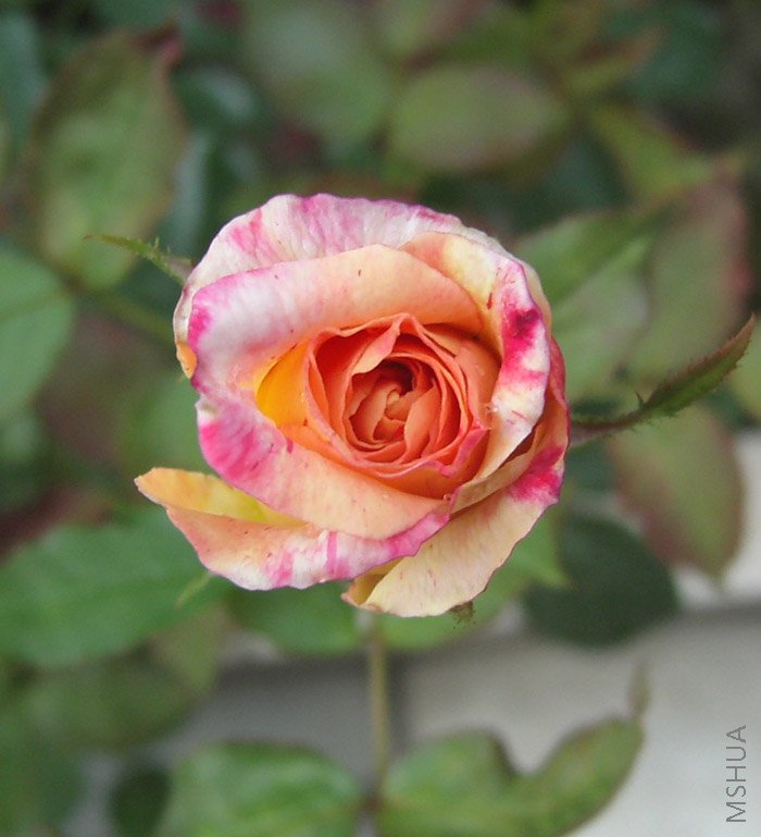 ����ɯ�ֿ�