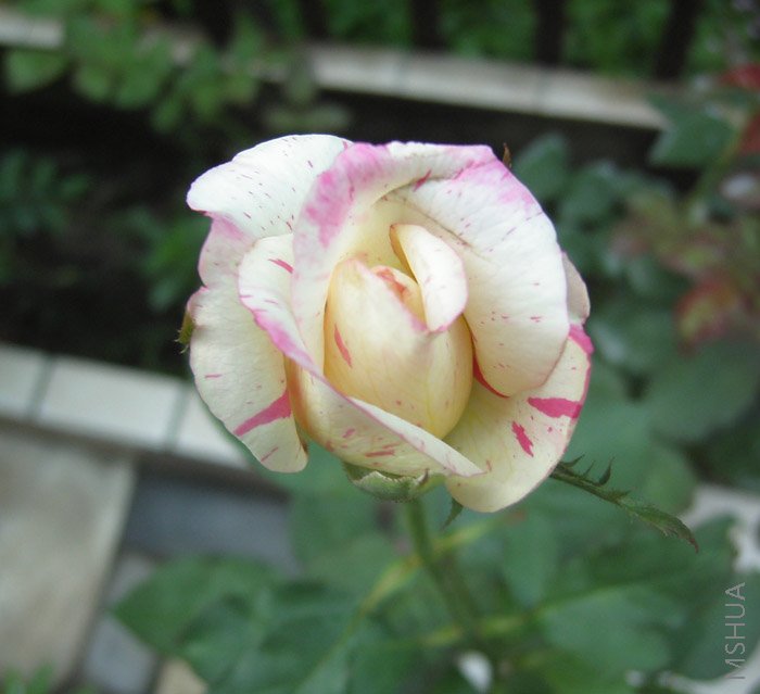 ����ɯ�ֿ�