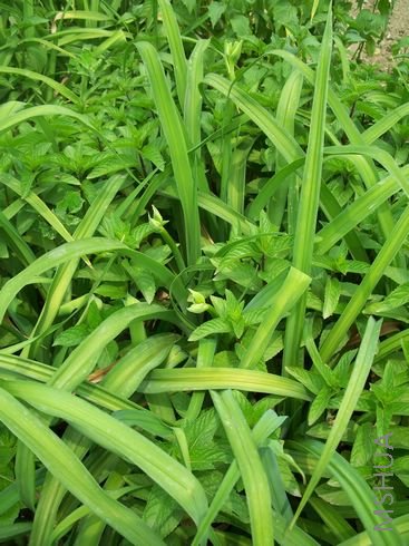 �������ݳ�����