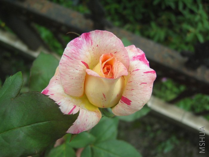 ��һ��С��