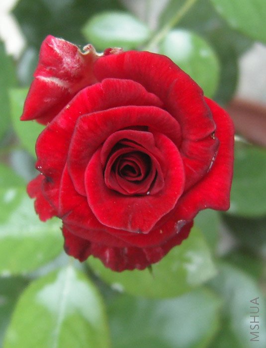 ������ˮ�¼�