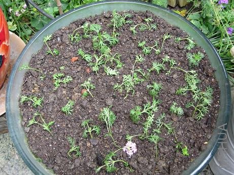 �ղ��ϸҶ��Ů����֪���ܻ