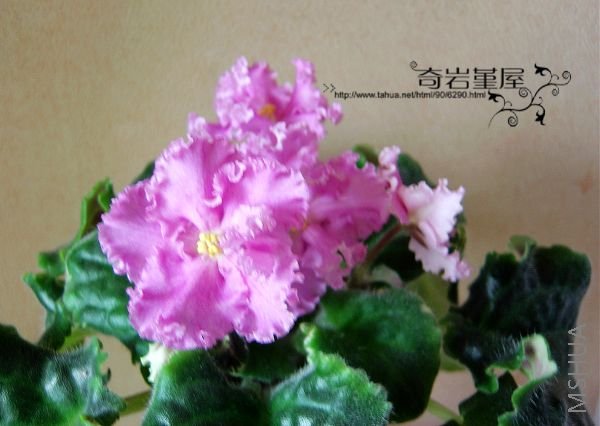 ���ĳ��������