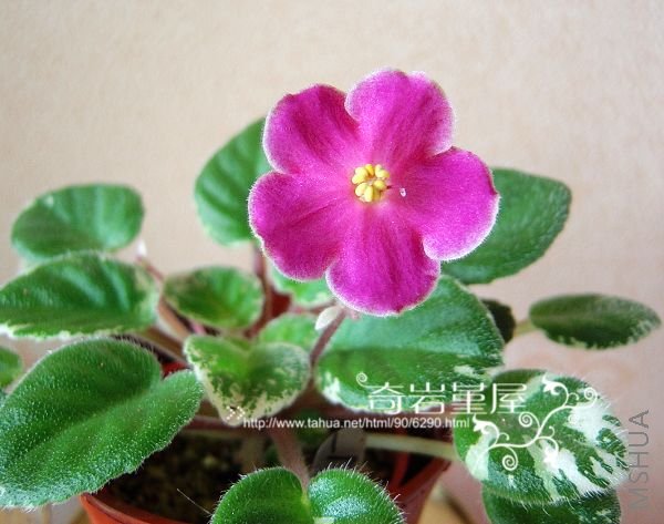 û�г����漣��315