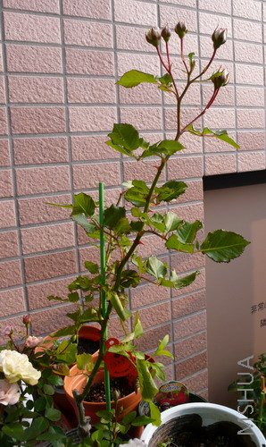 ��Ƭ 594_��С��С.jpg