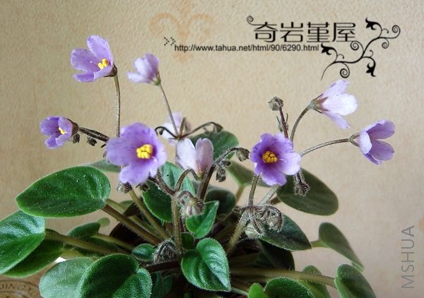 ����ѩ���������