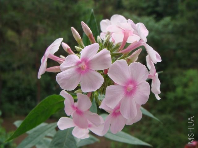 DSC02595A.jpg