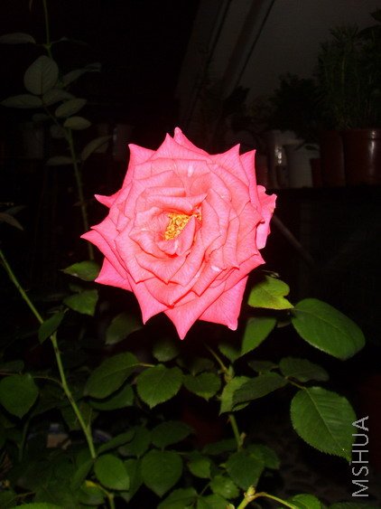 Ǥ����,�Һ�ɫ��~��ɫ��..