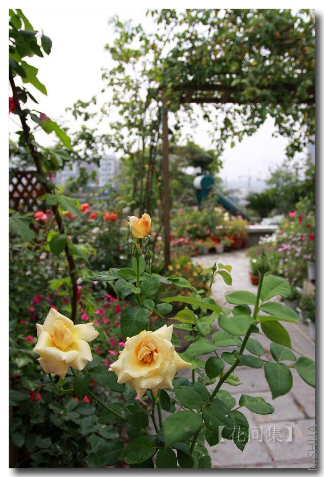 IMG_6694 ����.jpg