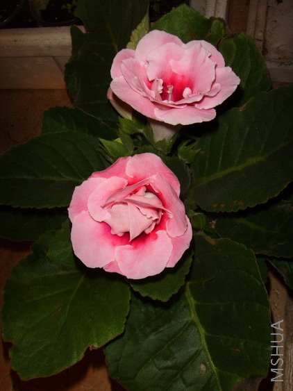 ���ֳɵ�..�����ʱ��û�л�,������С�����Ҽҿ�����~����������!