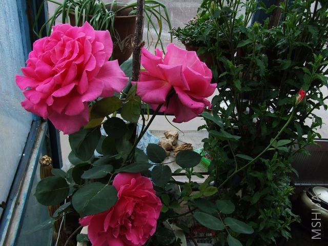 DSCF1558 [640x480].JPG