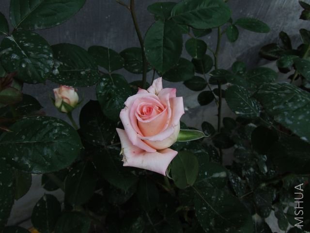 DSCF1568 [640x480].JPG