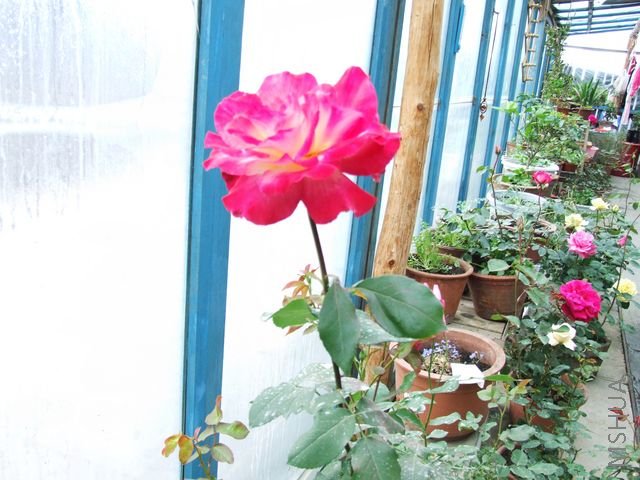 DSCF1560 [640x480].JPG