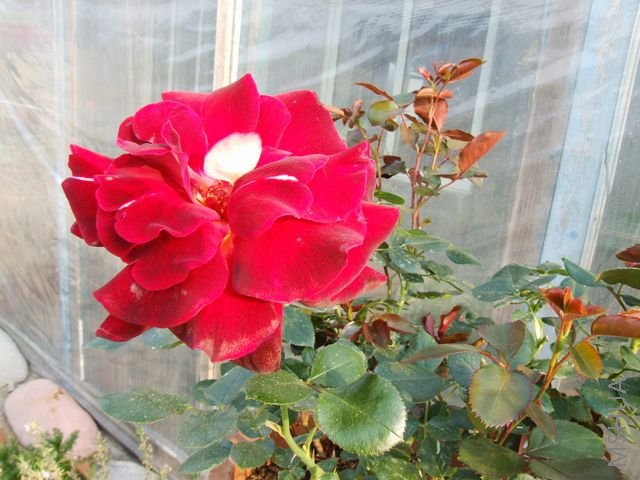 DSCF1537 [640x480].JPG