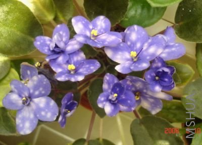 ��ݮ�ݷ�Ness�� blueberry Puff��.jpg