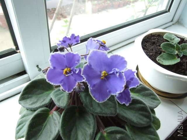 DSCF1693 [640x480].JPG