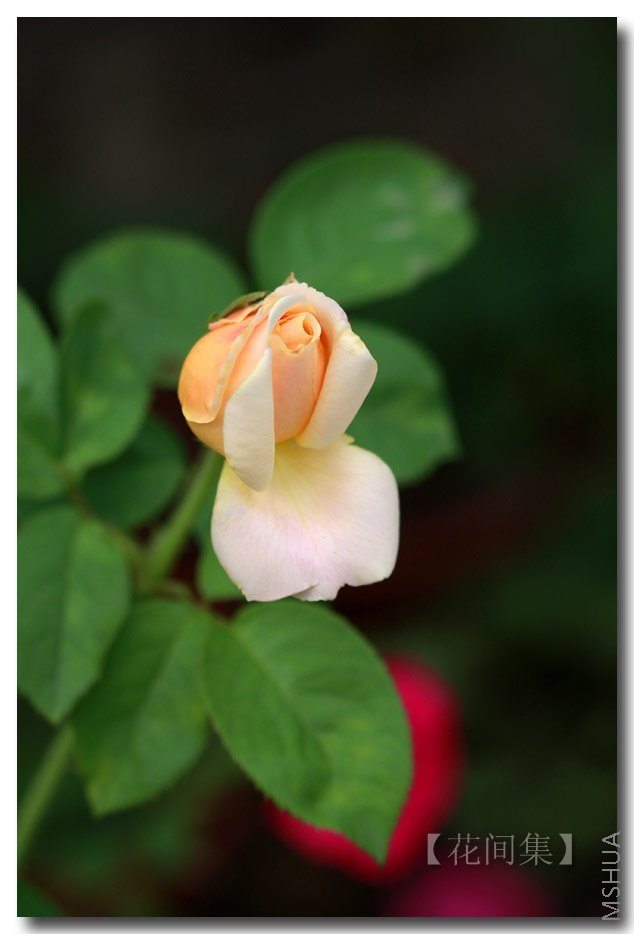 IMG_6801 ����.jpg