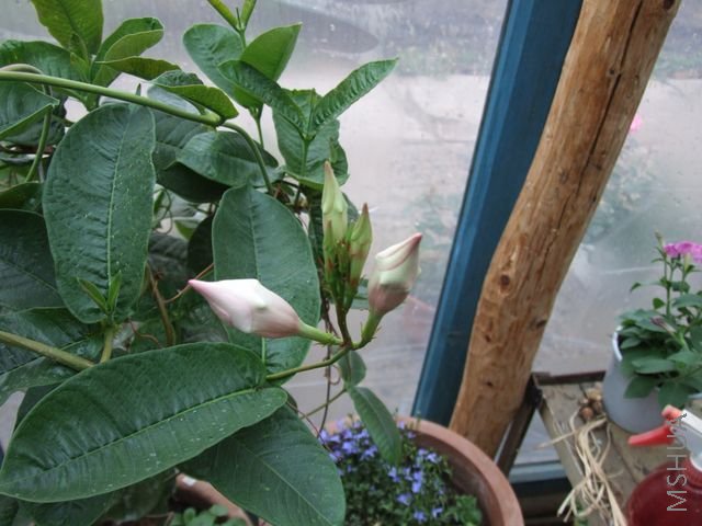 DSCF1696 [640x480].JPG