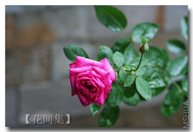 IMG_2899 ����.jpg