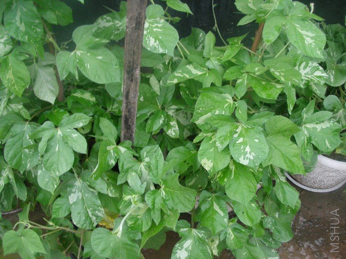 �Լ����������ļ��ӱ����