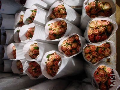 DSC00058_small.jpg