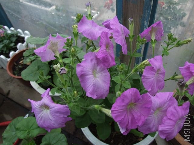 DSCF1702 [640x480].JPG