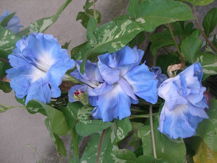 ��֮�壬����