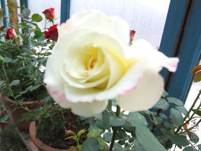 DSCF1346 [640x480].JPG