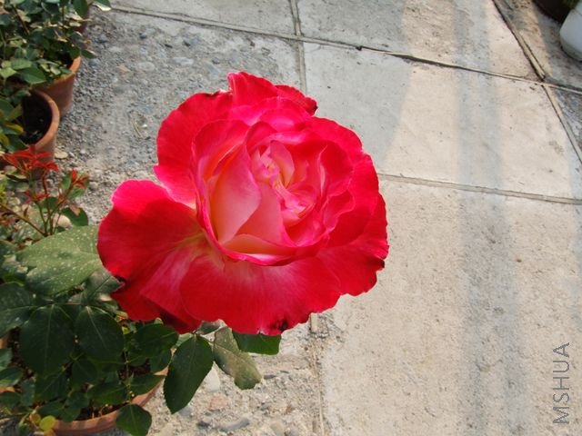 DSCF1533 [640x480].JPG