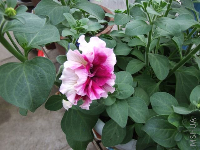 DSCF1701 [640x480].JPG