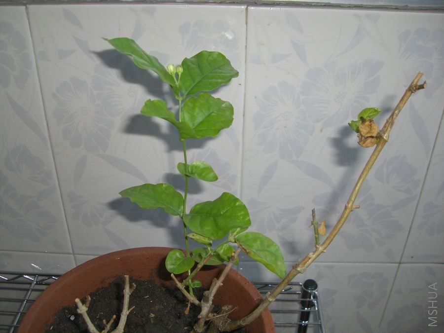 ������С CIMG0402.jpg