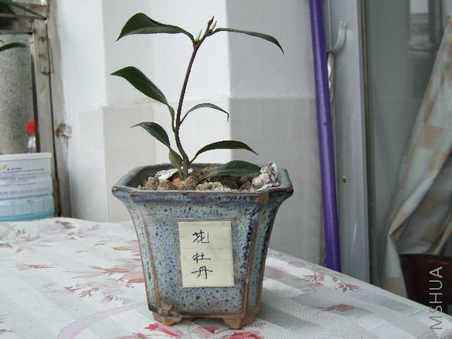 2008_0511aa0032.JPG