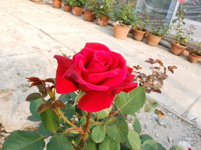 DSCF1531 [640x480].JPG