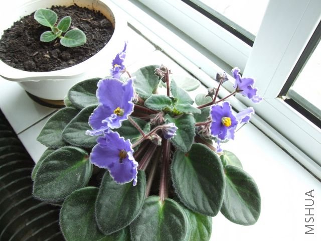 DSCF1692 [640x480].JPG