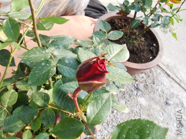 DSCF1541 [640x480].JPG