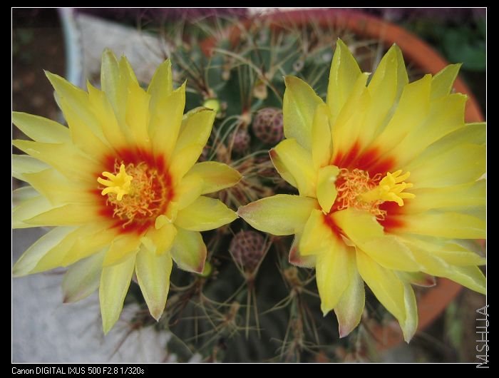 6��11������ɻ� 106��ɫʨ����.jpg