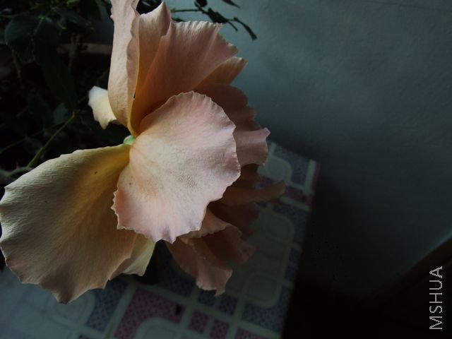 DSCF1544 [640x480].JPG