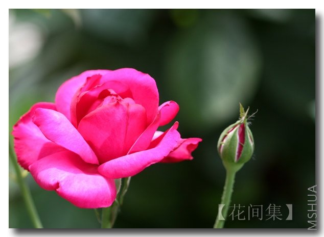 IMG_2718 ����.jpg