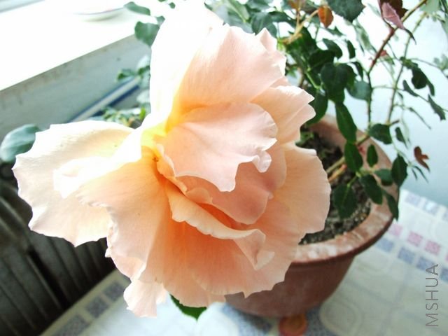 DSCF1545 [640x480].JPG