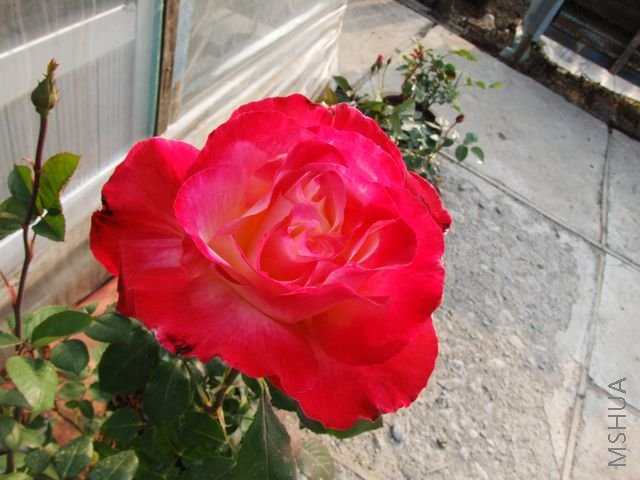 DSCF1532 [640x480].JPG