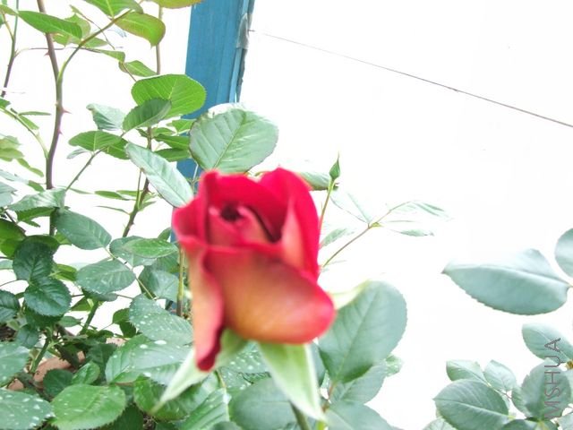 DSCF1347 [640x480].JPG