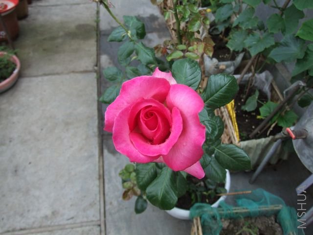 DSCF1698 [640x480].JPG