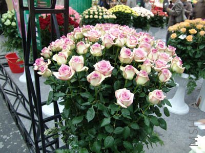 ����һ���ˡ�